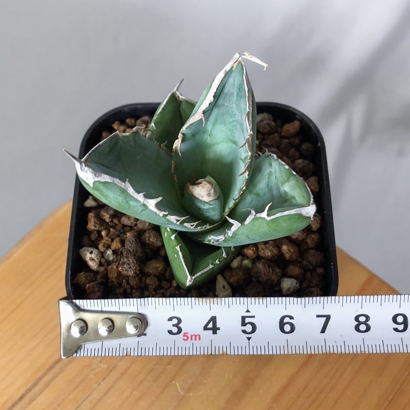 アガベ チタノタ 大白鯊 ホオジロザメ 【発根管理中】TC株 Agave