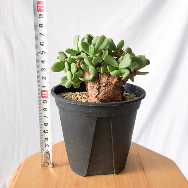 ケラリア ピグマエア Ceraria pygmaea 多肉植物 珍奇植物 静岡