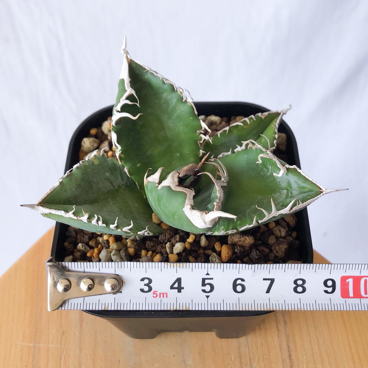 アガベ チタノタ 悪魔くん【発根管理中】TC株 Agave titanota Bakemono