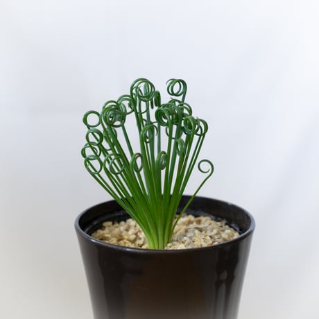 アルブカ スピラリス フリズルシズル Albuca spiralis Frizzle sizzle 塊根植物 多肉植物 珍奇植物 静岡 ANTIDOTE 通販 S989