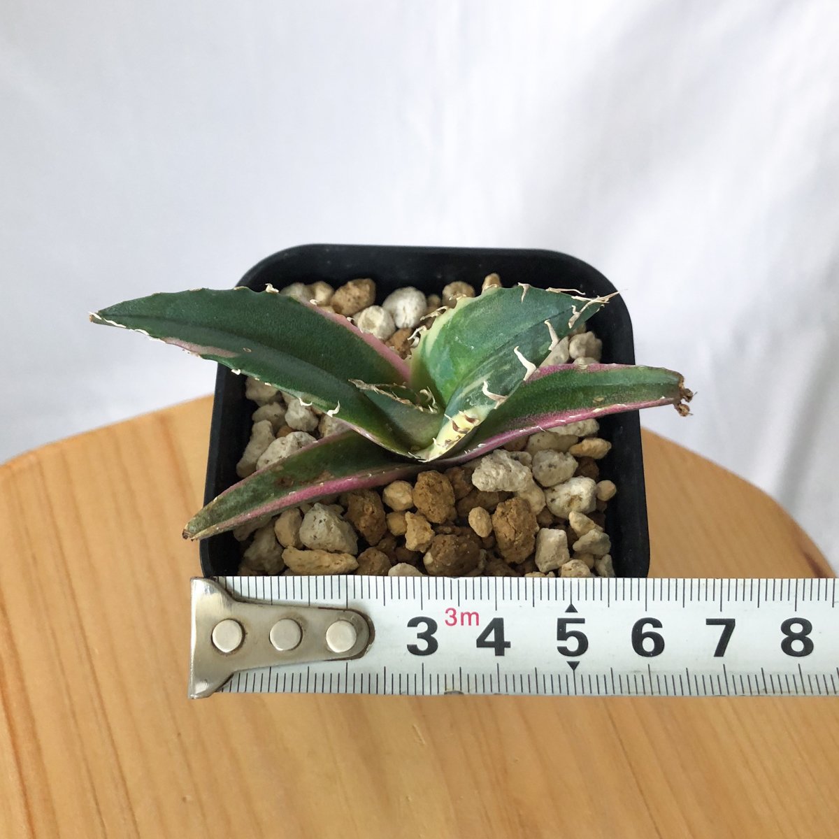 多肉植物アガベ チタノタ白鯨縞斑TC株 多肉植物アガベ チタノタ