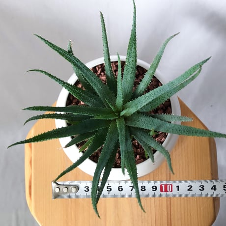 アロエ パルブラ 鉢セット Aloe parvula 多肉植物 珍奇植物 静岡 ANTIDOTE 通販 S1334