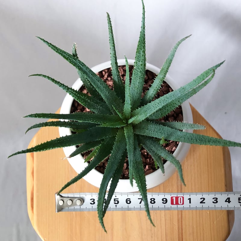 アロエ パルブラ 鉢セット Aloe parvula 多肉植物 珍奇植物 静岡