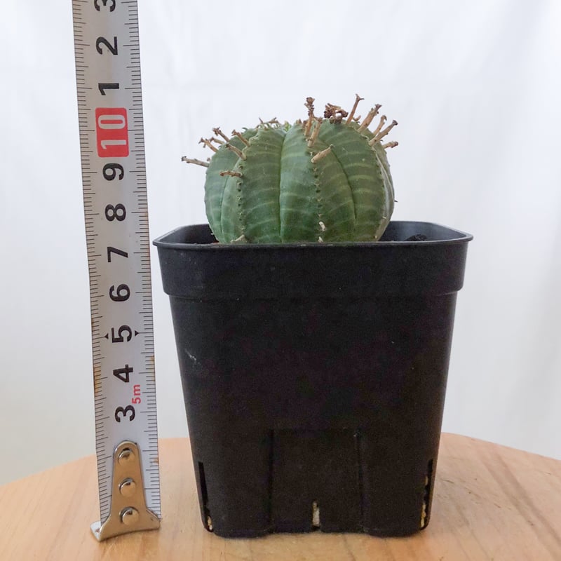 ユーフォルビア バリダ 実生 Euphorbia super valida 多肉植物 珍奇植物