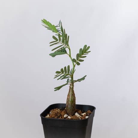 センナ メリディオナリス 実生 Senna Meridionalis 灌木コーデックス 塊根植物 多肉植物 珍奇植物 静岡 ANTIDOTE 通販 S1494