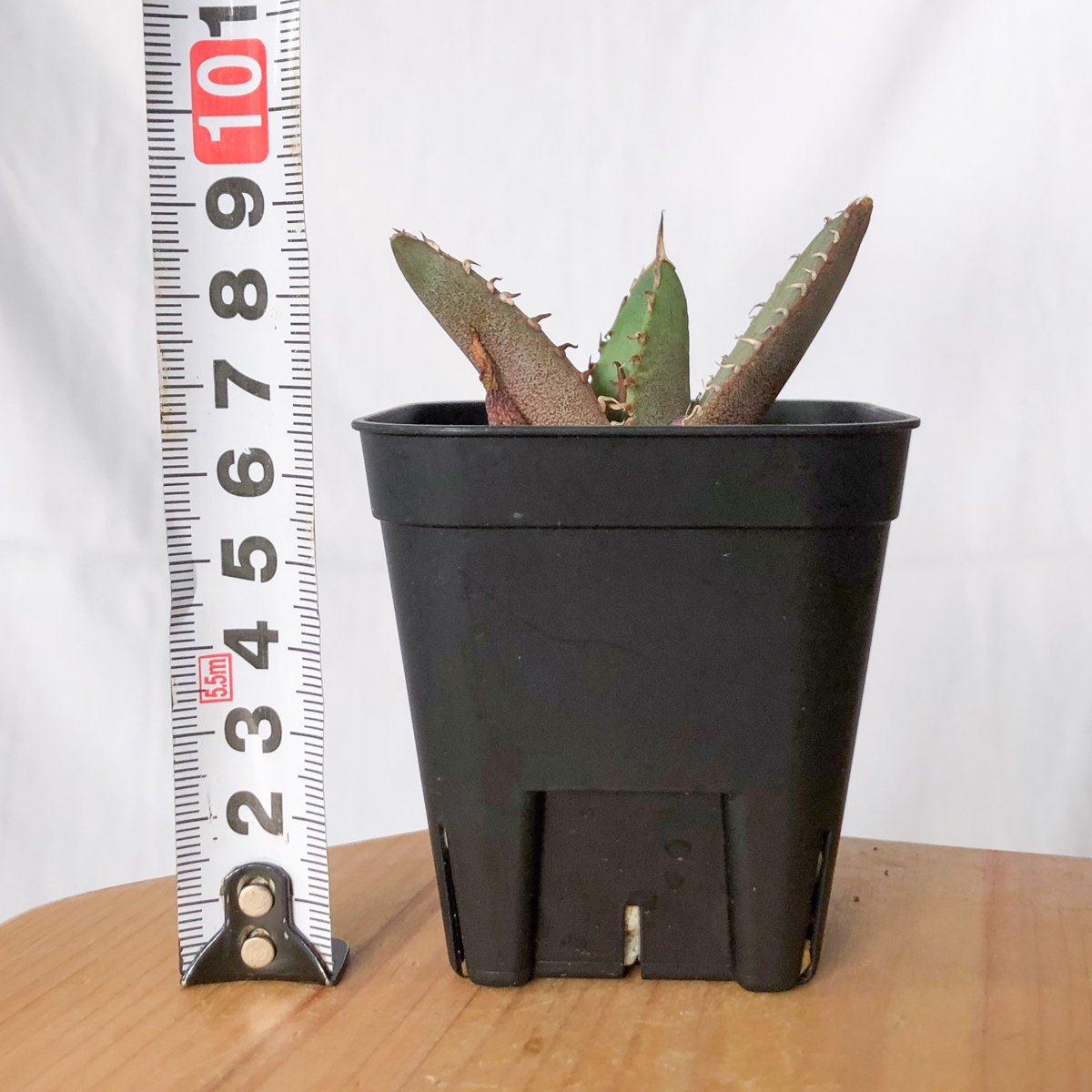 アガベ チタノタ 冠鷲 クラウンイーグル【発根管理中】TC株 Agave