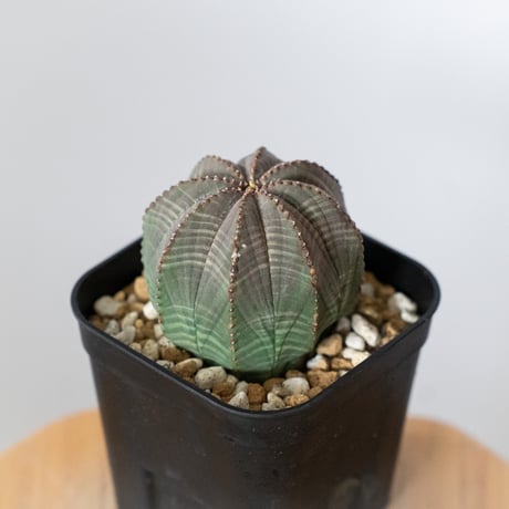 ユーフォルビア オベサ 実生 Euphorbia obesa 多肉植物 珍奇植物 静岡 ANTIDOTE 通販 S1488