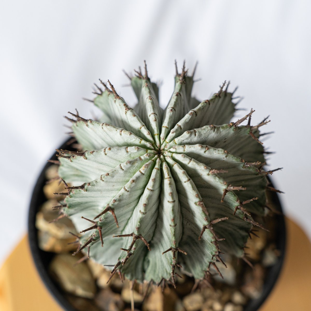 ユーフォルビア 関上ホリダ Euphorbia horida SEKIGAMI 多肉植物