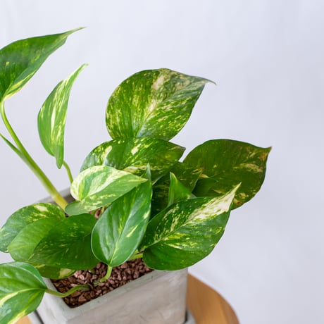 ポトス 鉢セット Pothos Epipremnum aureum 観葉植物 多肉植物 ハンギングプランツ インテリアグリーン 静岡 ANTIDOTE 通販 S1191