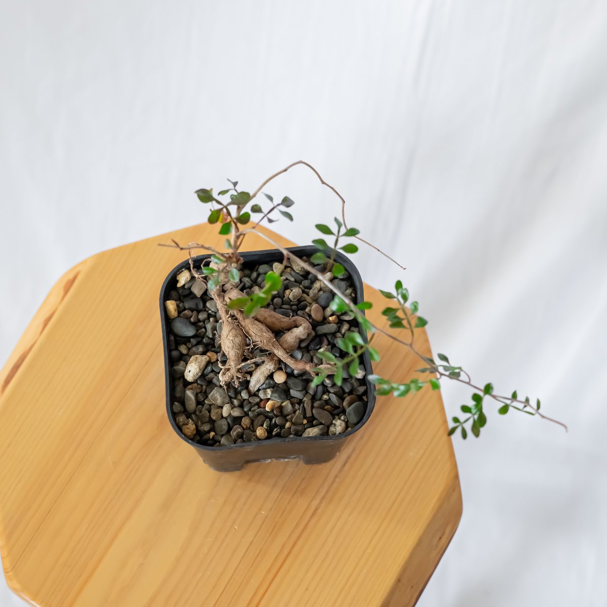 オペルクリカリア パキプス Operculicarya pachypus 実生 塊根植物 多肉