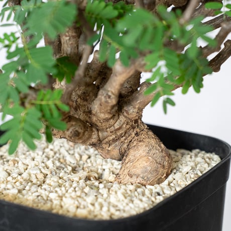 センナ メリディオナリス 特大株 Senna Meridionalis 灌木コーデックス 塊根植物 多肉植物 珍奇植物 静岡 ANTIDOTE 通販 S1082