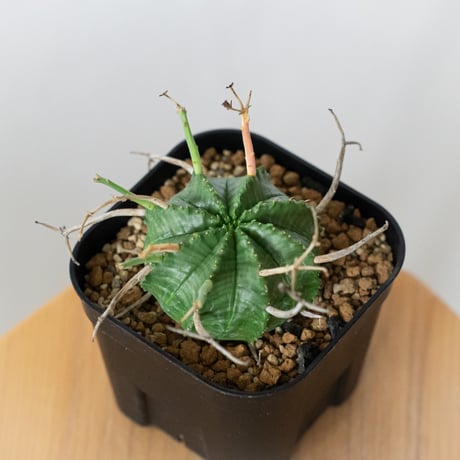 ウサコ　ブラックバリダ×スーパーバリダ　④ 色々な表情があって素敵。 #ブラックバリダ#スーパーブラック