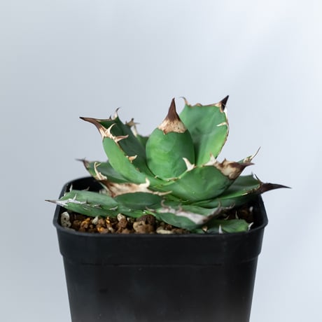 アガベ チタノタ 白犀牛【発根管理中】TC株 シロサイ Agave titanota White Rhino 多肉植物 珍奇植物 静岡 通販 ANTIDOTE S1447
