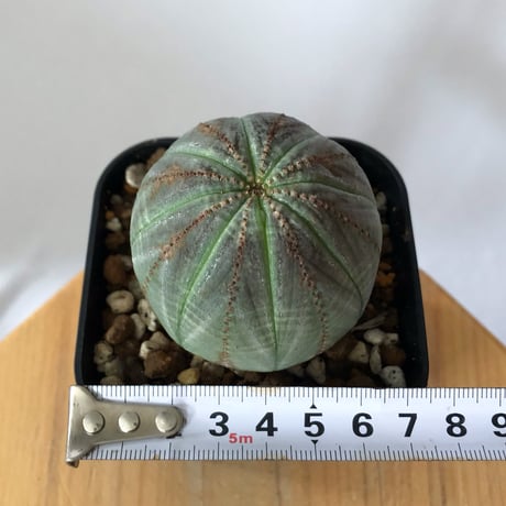 ユーフォルビア オベサ 実生 Euphorbia obesa 多肉植物 珍奇植物 静岡 ANTIDOTE 通販 S1430