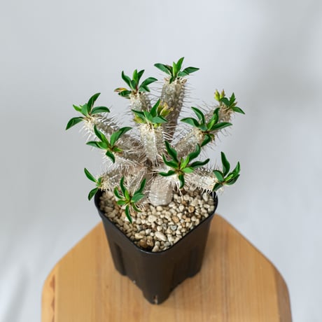ユーフォルビア ギラウミニアナ 実生 Euphorbia guillauminiana 多肉植物 珍奇植物 ANTIDOTE 静岡 通販 S1456