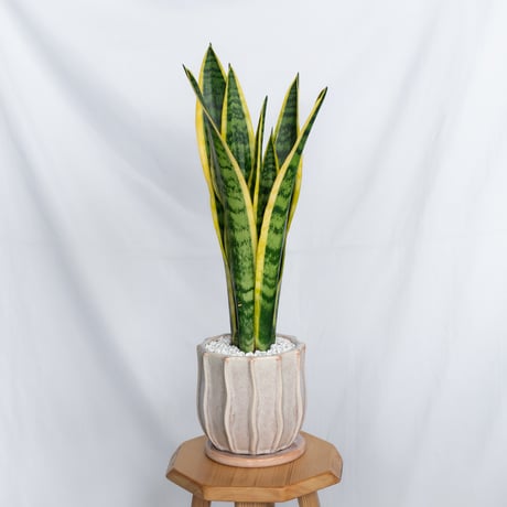 サンスベリア | STORES