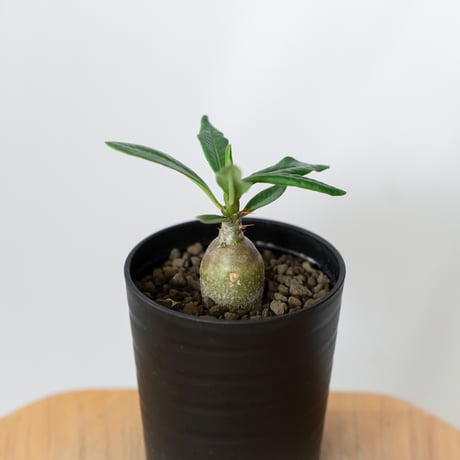 パキポディウム サキュレンタム 実生 Pachypodium succulentum 塊根植物 コーデックス 多肉植物 珍奇植物 静岡 ANTIDOTE 通販 S1468