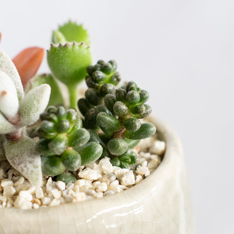 多肉植物 寄せ植え 鉢セット インテリア 多肉植物 観葉植物 珍奇植物