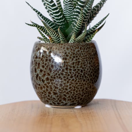 ハオルチア 十二の巻 鉢セット Haworthia fasciata 多肉植物 珍奇植物 静岡 ANTIDOTE 通販 S1385