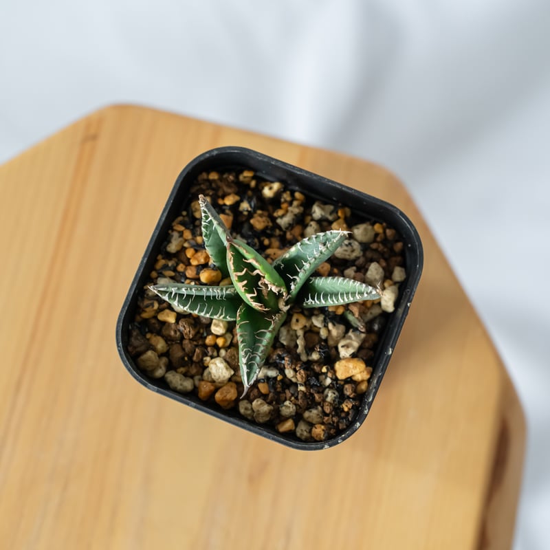 アガベ チタノタ 鬣蜥 Liexi イグアナ【発根管理中】TC株 Agave titanot