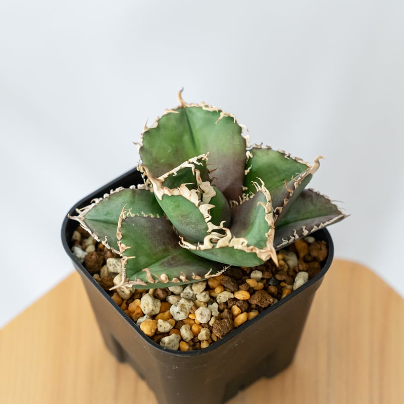 金剛 TC アガベ チタノタ アガベ チタノタ 金剛 美株【発根管理中】TC株 Agave titanota