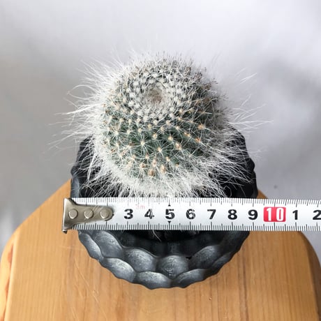 マミラリア 玉翁 鉢セット Mammillaria hahniana サボテン 多肉植物 観葉植物 静岡 ANTIDOTE 通販 S1338
