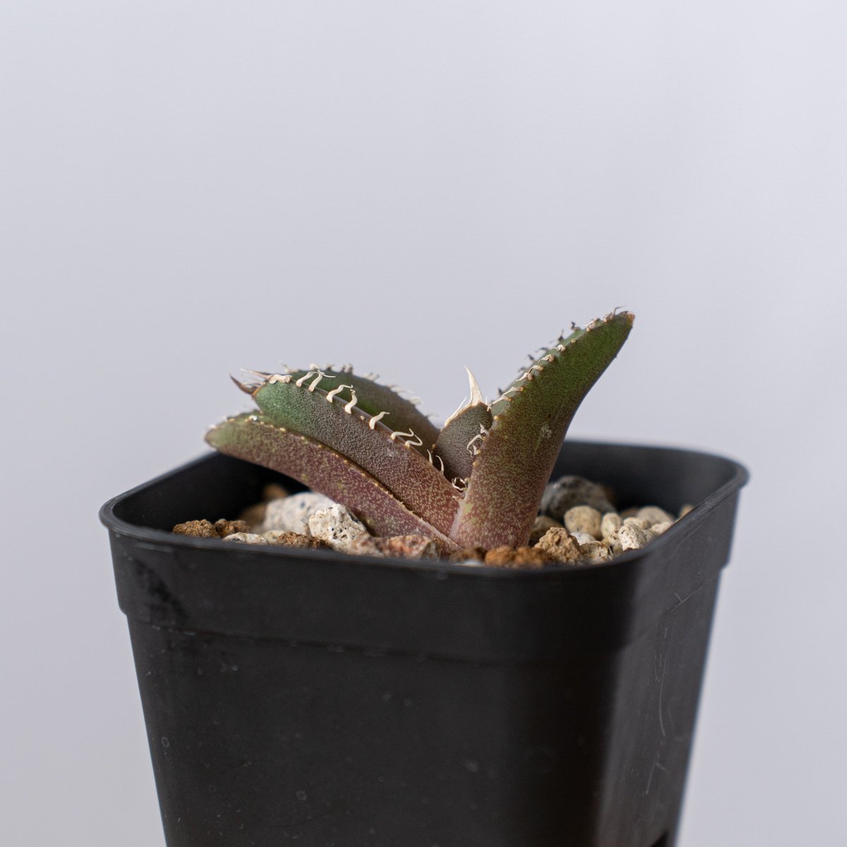 アガベ チタノタ 金蟾【発根管理中】Agave titanota kinsen TC株 多肉植