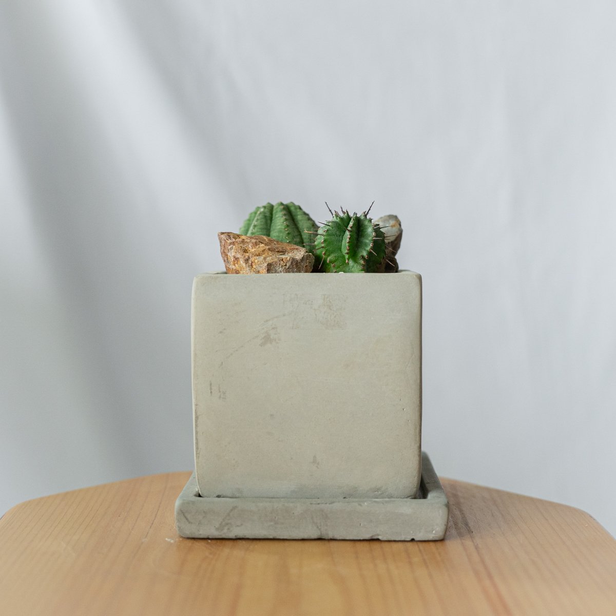 むむ　ユーフォルビア　6鉢セット　オベサ　綴化　バリダ　ホリダ　実生 ユーフォオルビア・オベサ綴化 通販・販売｜たにっくん工房