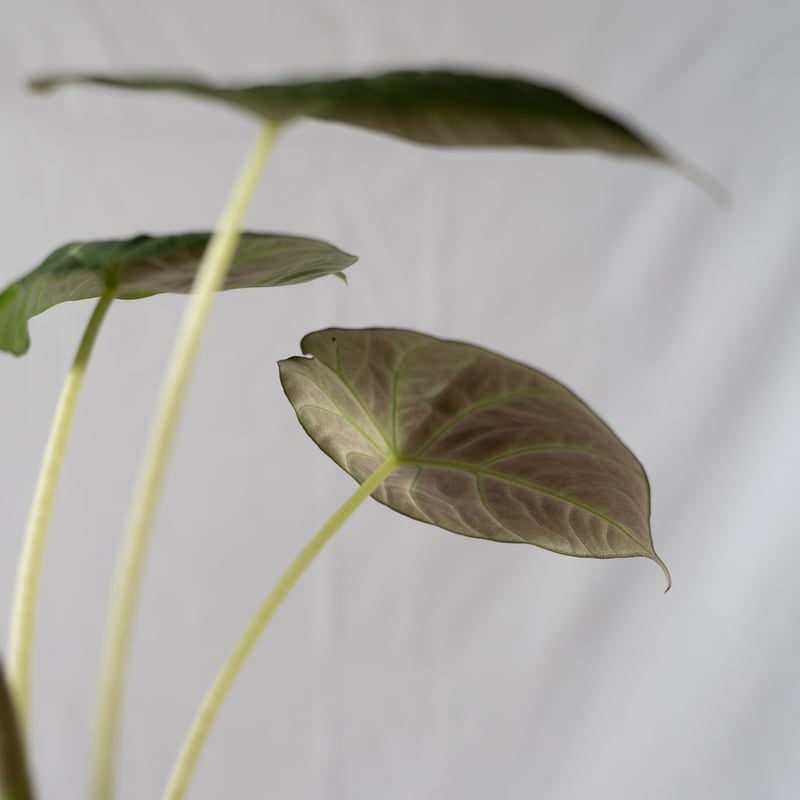 アロカシア ニンジャ Alocasia 観葉植物 静岡 ANTIDOTE 通販 S42 |