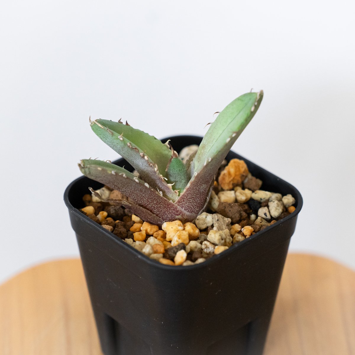 o*g様 クラウンイーグル 冠鷲 子株 未発根 アガベ チタノタ / バットマン Yahoo!オークション - クラウンイーグル 冠鷲 子株 アガベ チタノタ /