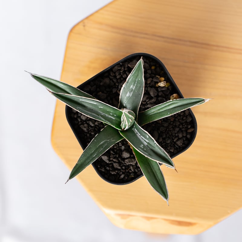 アガベ ニッケルシー 笹吹雪 OC株 Agave nickelsiae 多肉植物 珍奇植物