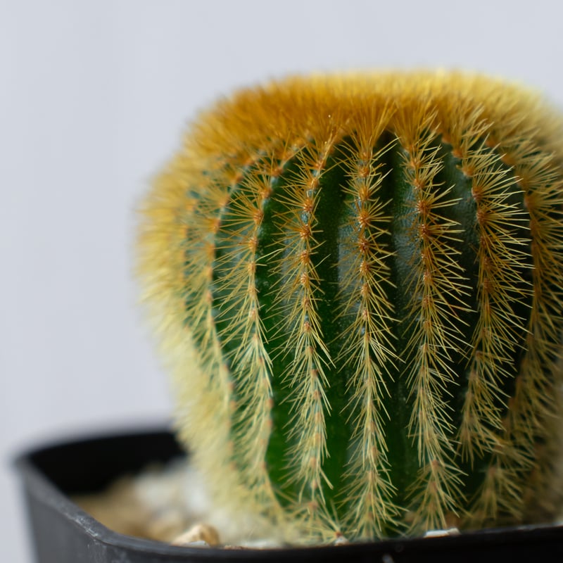 ユーベルマニア エリオカクトイデス 実生 Uebelmannia pectinifera v.