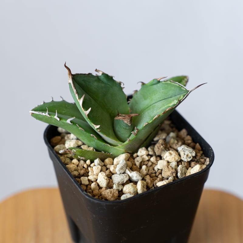アガベ チタノタ 白犀牛 シロサイ【発根管理中】TC株 Agave titanota
