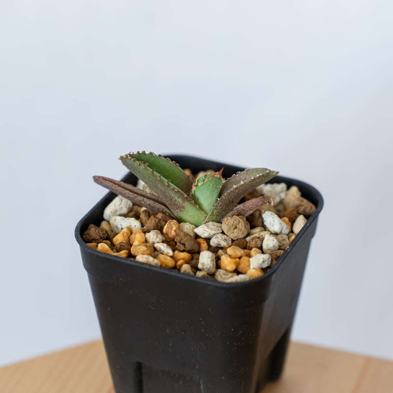アガベ チタノタ 鰐亀 ワニガメ TC株 Agave titanota alligator s