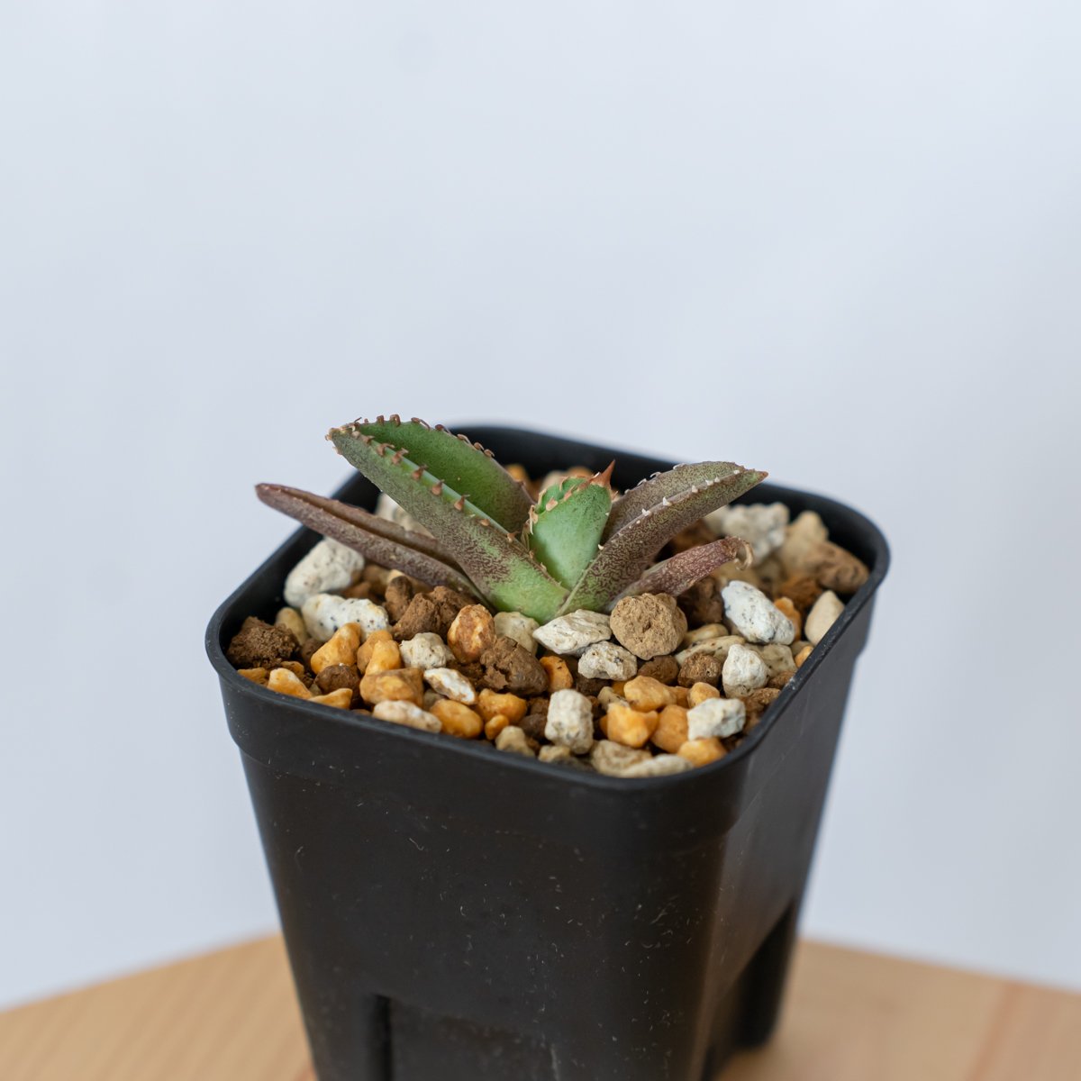 多肉植物 アガベ チタノタ 鰐亀 胴切子株 アガベ チタノタ 鰐亀 ワニガメ TC株 Agave titanota alligator s