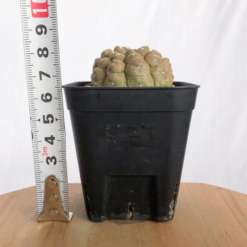アストロフィツム 亀甲兜 リザードスキン 実生 Astrophytum Asteria