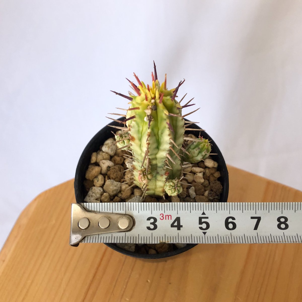 ユーフォルビア 紅彩閣錦 エノプラ 斑入り Euphorbia enopla 塊根植物