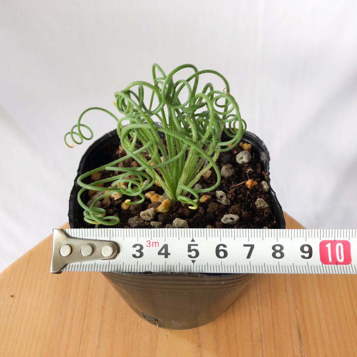 アルブカ スピラリス Albuca spiralis 観葉植物 多肉植物 珍奇植物