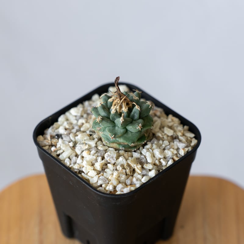 ツルビニカルプス アロンソイ 実生 Turbinicarpus alonsoi サボテン