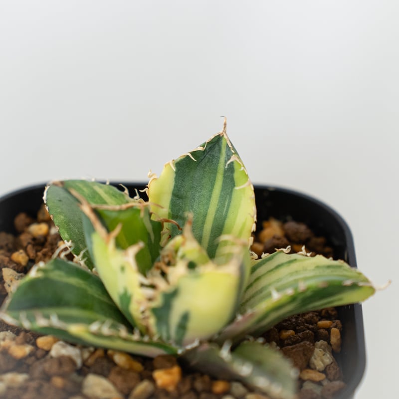 アガベ　チタノタ　縞斑　 アガベ・チタノタ 縞斑（Agave titanota f.variegata） | ゆるぷ