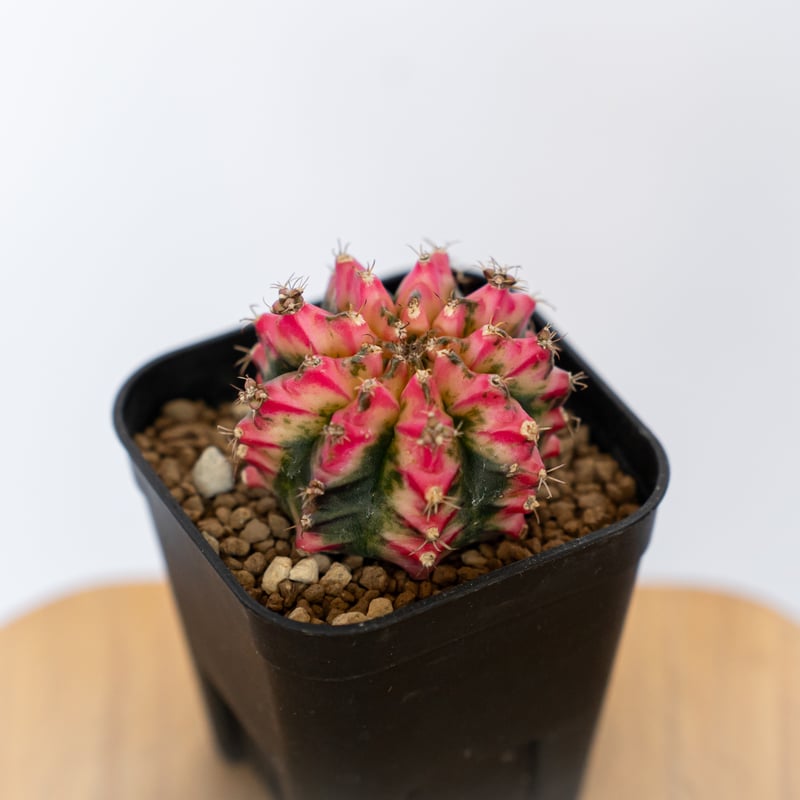 ギムノカリキウム ミハノビッチ 実生 緋牡丹錦 ヒボタンニシキ