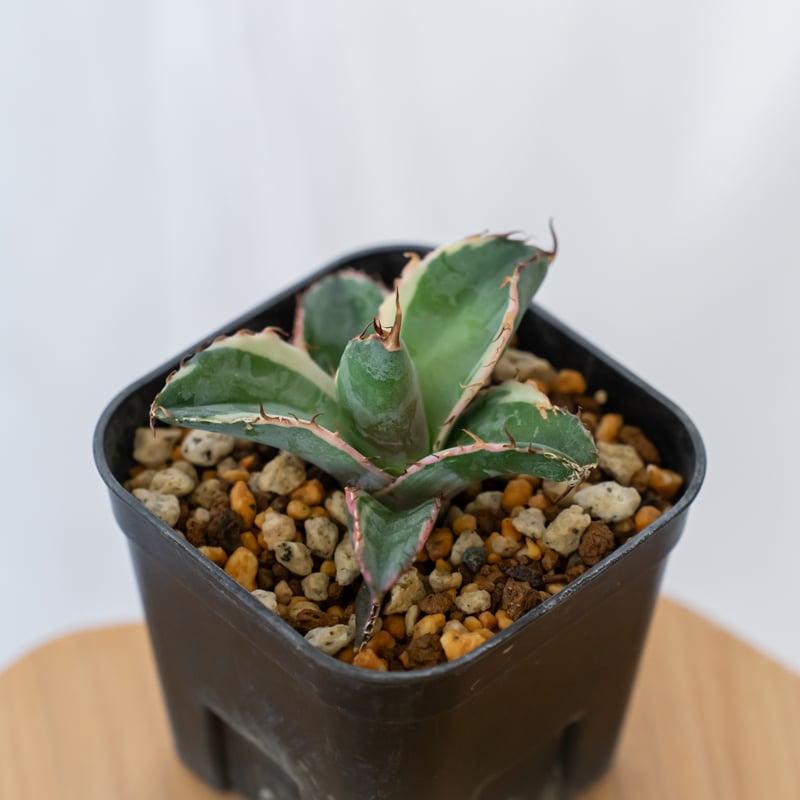 アガベ チタノタ ブラックアンドブルー 白覆輪【発根管理中】BB ブルー