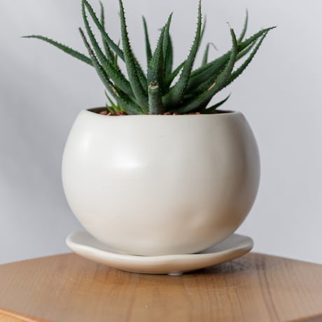 アロエ パルブラ 鉢セット Aloe parvula 多肉植物 珍奇植物 静岡 ANTIDOTE 通販 S1334