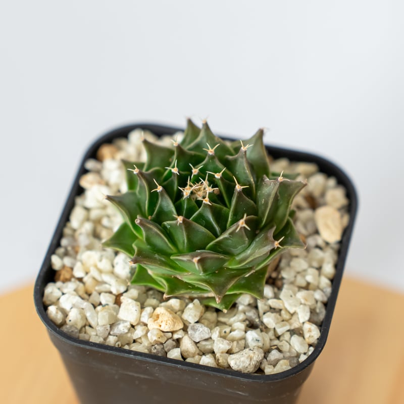 オブレゴニア デニグリー 帝冠 実生 美株 Obregonia denegrii