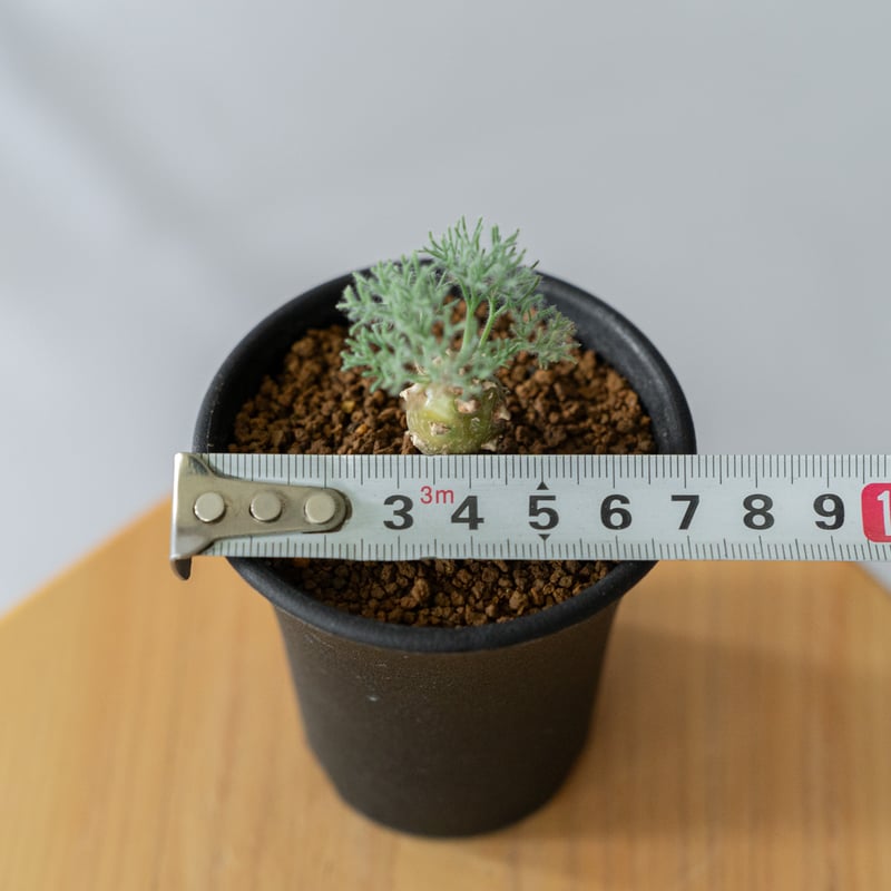 モンソニア ペニクリナム Monsonia peniculinum サルコカウロン 塊根