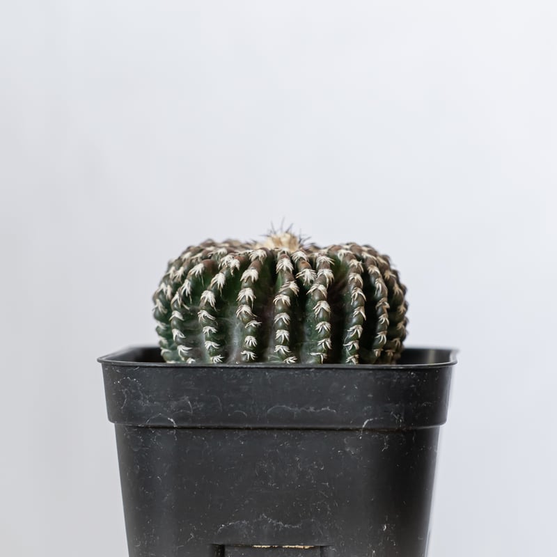 ディスコカクタス ホルスティ 実生 美株 Discocactus horstii サボテン