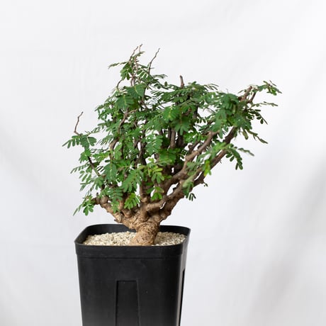 センナ メリディオナリス 特大株 Senna Meridionalis 灌木コーデックス 塊根植物 多肉植物 珍奇植物 静岡 ANTIDOTE 通販 S1082
