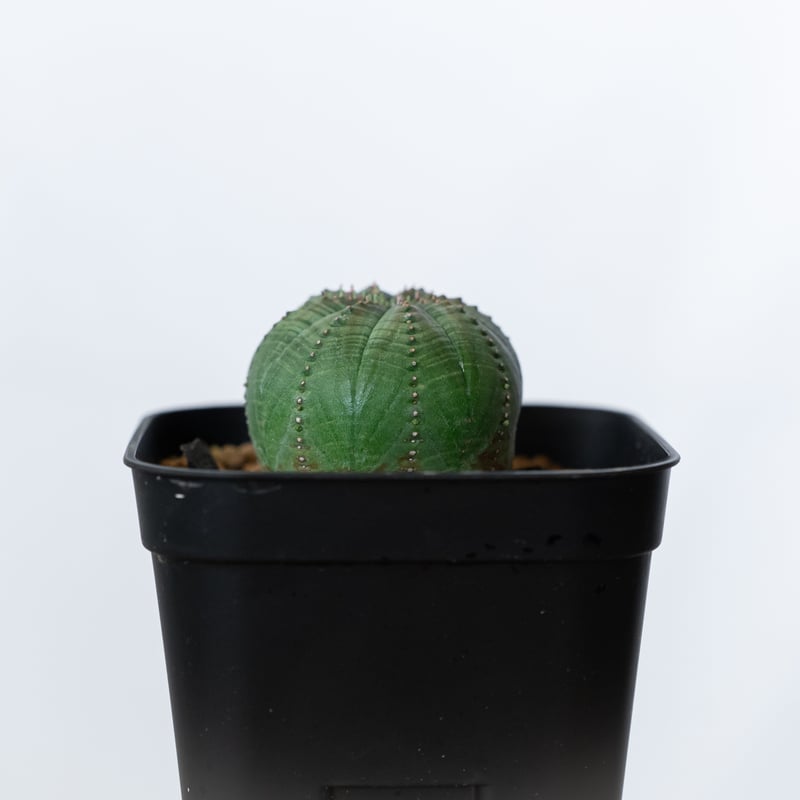ユーフォルビア オベサ 実生 Euphorbia obesa 多肉植物 珍奇植物 静岡