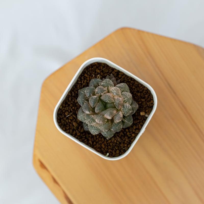 ハオルチア オブツーサ錦 舞姫錦 Haworthia obutusa 'Maihime