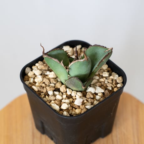 アガベ チタノタ 純血ジャガーノート OC株 Agave titanota Juggernaut 多肉植物 珍奇植物 静岡 通販 ANTIDOTE S707